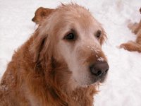 354060-Molson .JPG