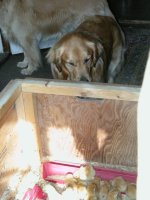 354061-Tuppers watching chicks 8.JPG