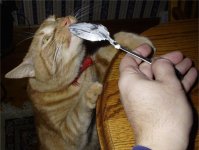 6-97567-tallkittycat.jpg