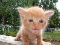 591617-kitten up close.jpg