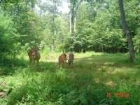 536097-Bucks.jpg