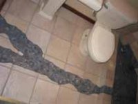 445737-stream.jpg