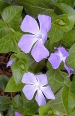 402612-Vinca_major2.jpg