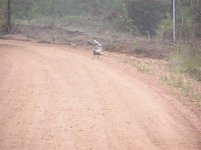 536161-turkeyroad.jpg
