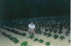 446709-peppers.jpg