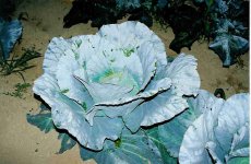 446710-cabbage.jpg