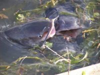 355983-Fish Eating.jpg