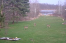 493435-Backyard Regulars small.JPG