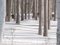 576120-Deer 05-2.jpg
