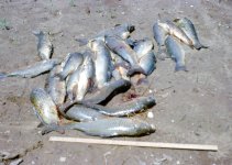 Carp Galore.jpg