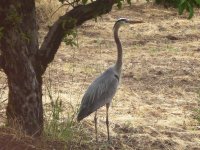 P1640160rGtBlueHeron.JPG
