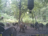 game cam 2 578.JPG