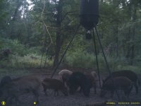 game cam 2 712.JPG