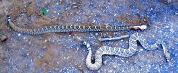 Rattlers Pair 4.jpg