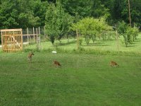 deer fence.jpg