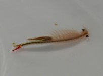fish.jpg