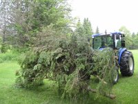 tree limbs.jpg