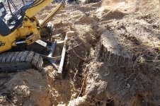 Root1.jpg