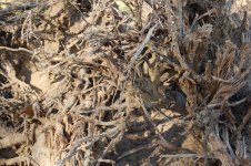 Root5.jpg