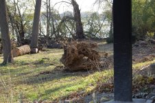 Root6.jpg