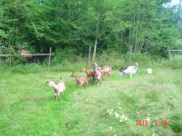 BackFence 004.jpg