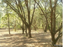 Cesum Farm Oaks.png