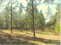 Cesum Farm Pines 2.png