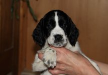 Molly 6 weeks.jpg