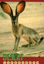 jack rabbit.jpg