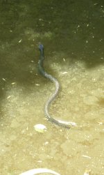 WaterMoccasin.JPG