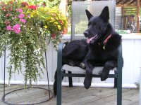 Lucy_atHome.jpg