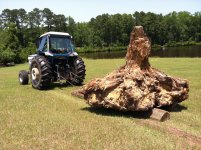 BIG STUMP DENSE.JPG