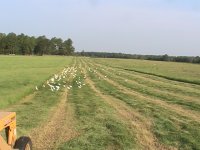 Hay cutting birds.JPG