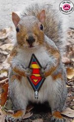 supersquirrel.jpg