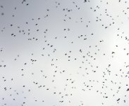 bees - Copy.jpg