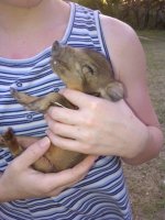 baby pig 1.jpg