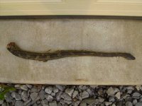 snake 002.jpg
