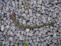 snake 001.jpg