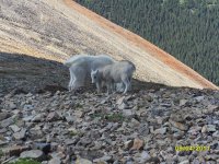 Goats fuzzy Red Cone 09-04-2011.jpg