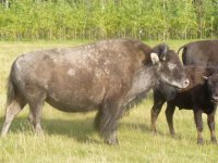 buffalo sept 011 015.jpg