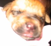 Rex.JPG