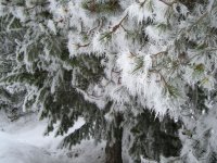 20090121_Frost0001.jpg