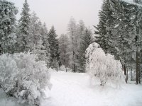 20090121_Frost0004.jpg