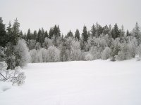 20090121_Frost_0007.jpg