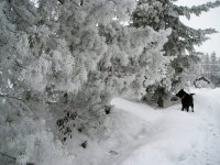 20090121_Frost_0008.JPG