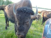buffalo july 011 003.jpg