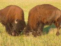 buffalo july 011 019.jpg