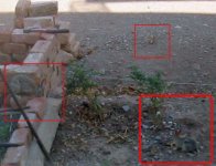 Rabbits-3.jpg