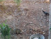 Rabbit quail.jpg