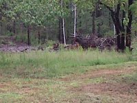 Debris-2.jpg